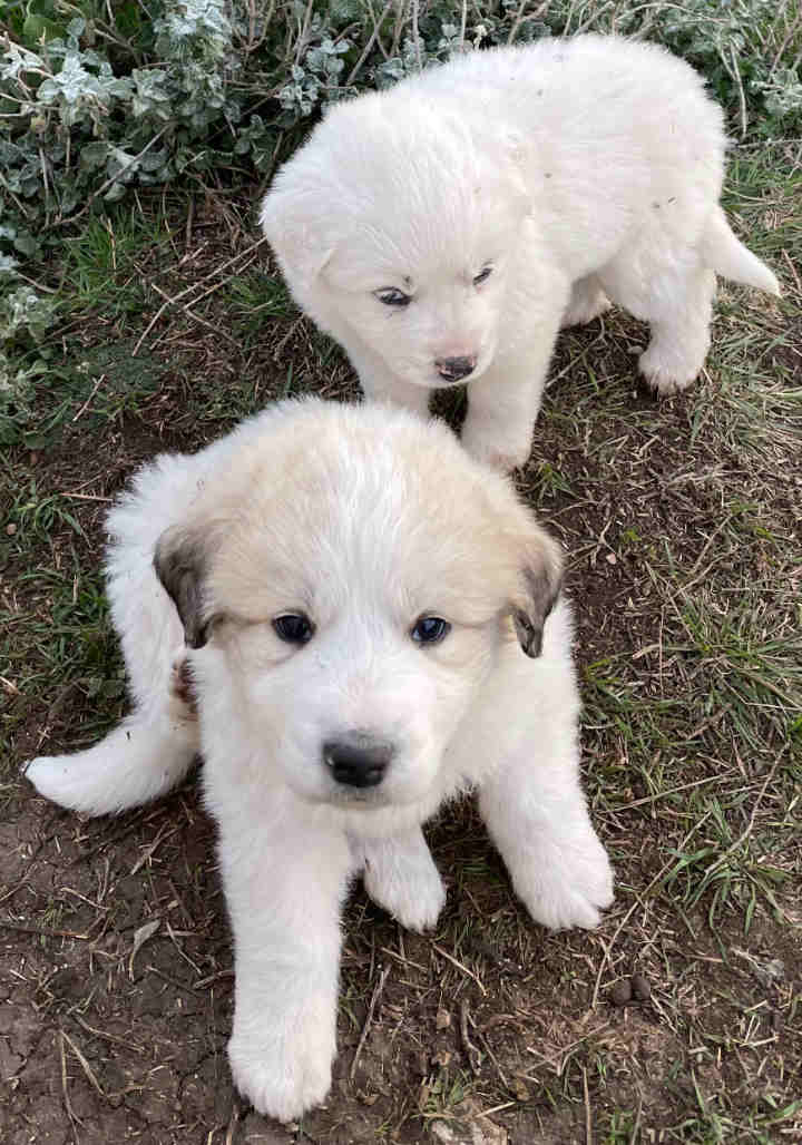 Great Pyrenees Puppies